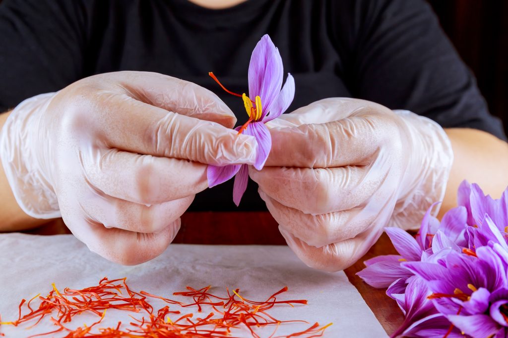 how harvest saffron
saffron harvest season
saffron picking tips